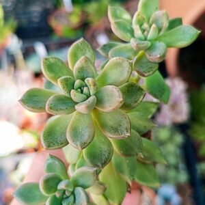 Graptoveria melody cluster