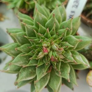 Graptoveria Silver Star