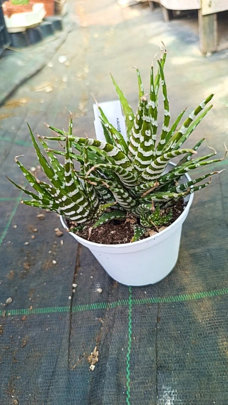 Siracactus-Succulente-Haworthia-attenuata-CV-donut.jpg
