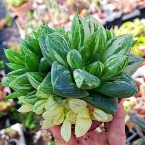 Haworthia Cymbiformis Variegata