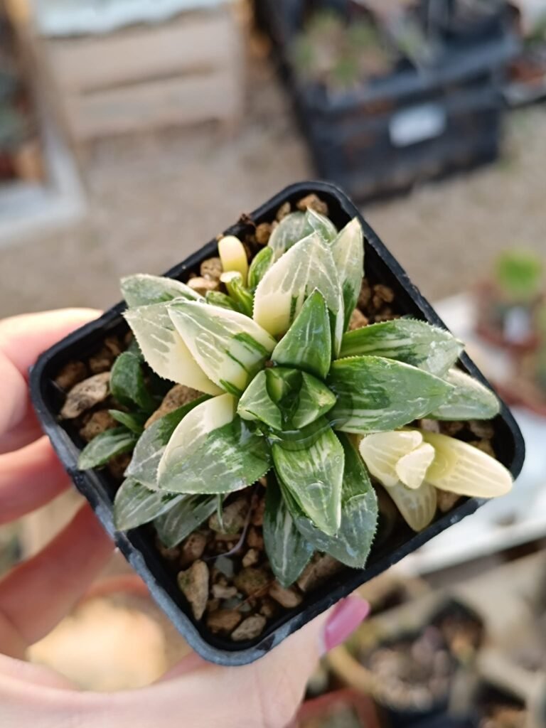 Siracactus-Succulente-Haworthia-heidelbergensis-Variegata-4.jpg