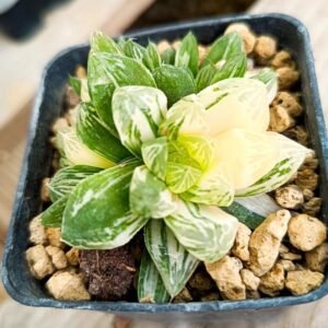 Haworthia obtusa dodson Variegata