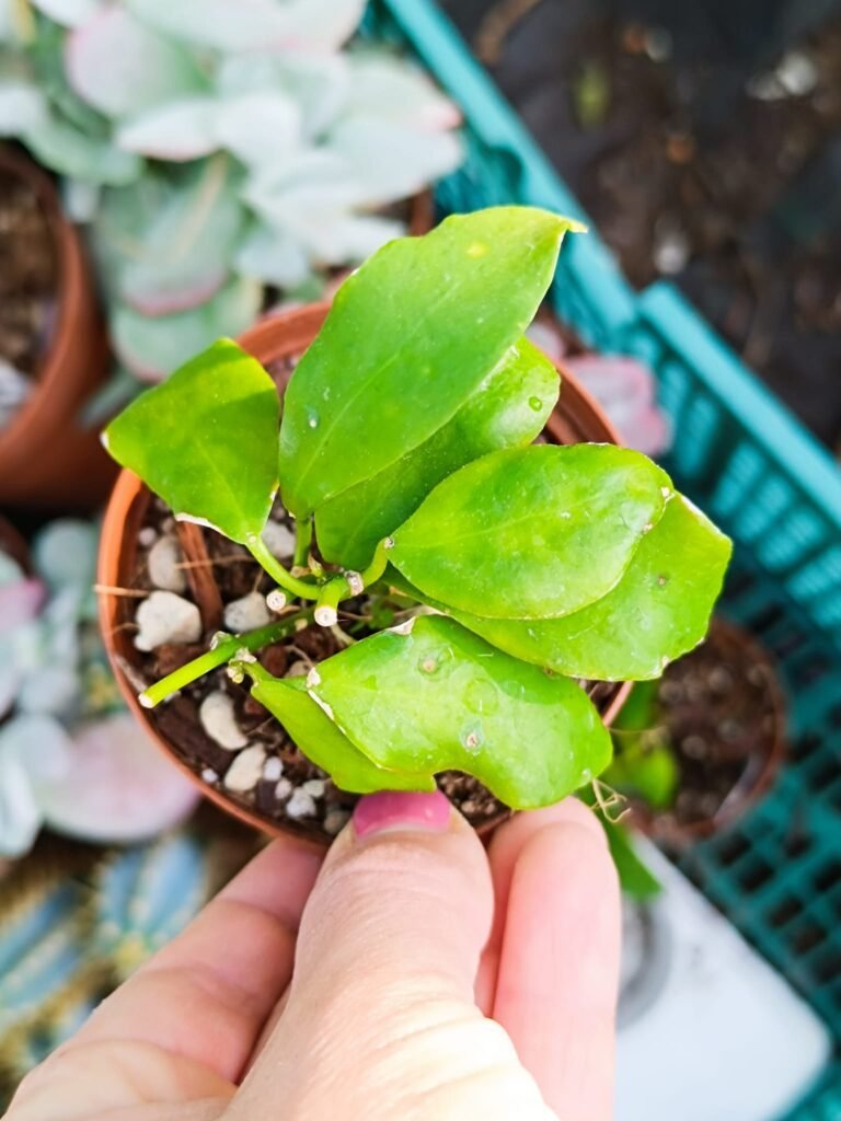 Siracactus-Succulente-Hoya-diptera-CV-fiji.jpg