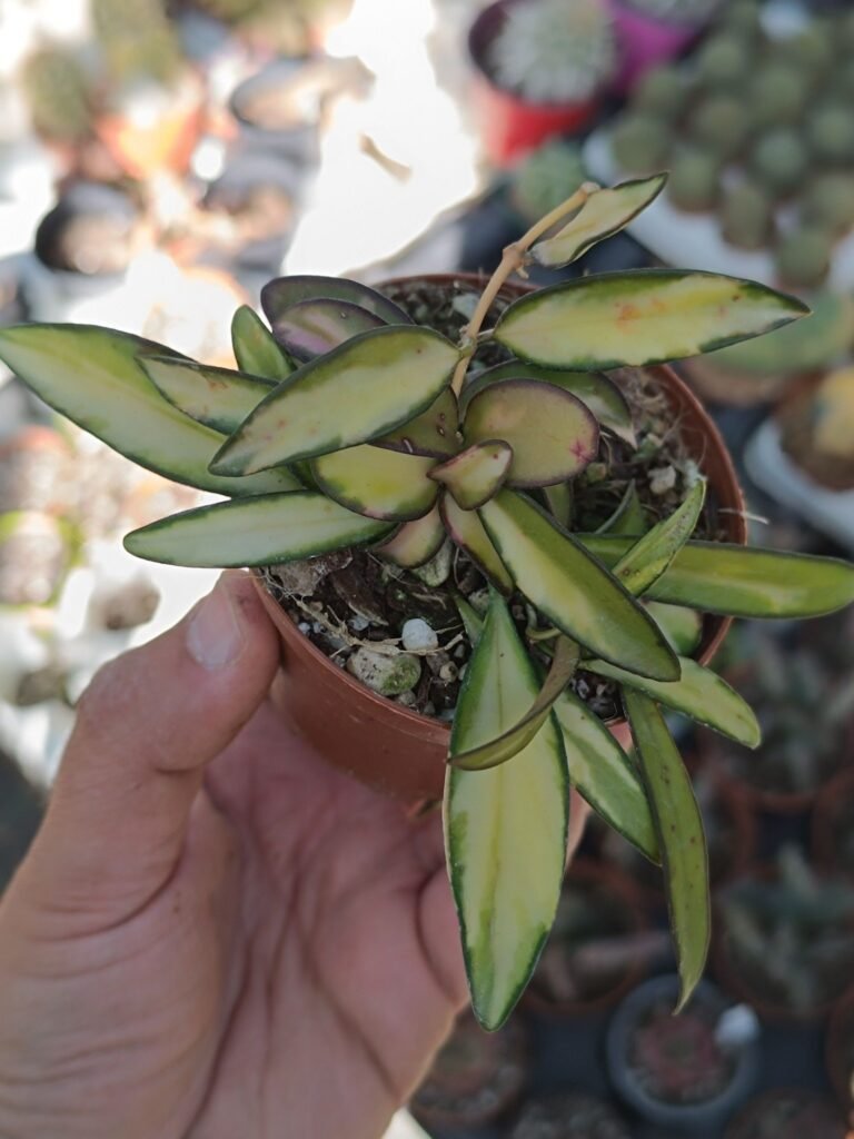 Siracactus-Succulente-Hoya-kentiana-variegata.jpg