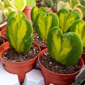 Hoya kerrii Variegata foglia a cuore