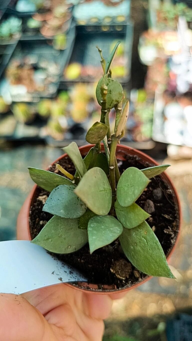 Siracactus-Succulente-Hoya-krohniana-artic.jpg