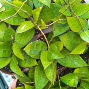 Hoya parasitica black margin