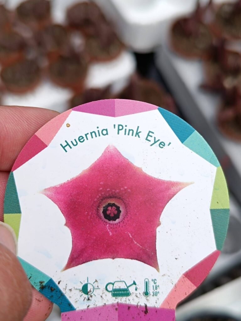 Siracactus-Succulente-Huernia-Pink-eye.jpg