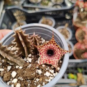 Huernia SP