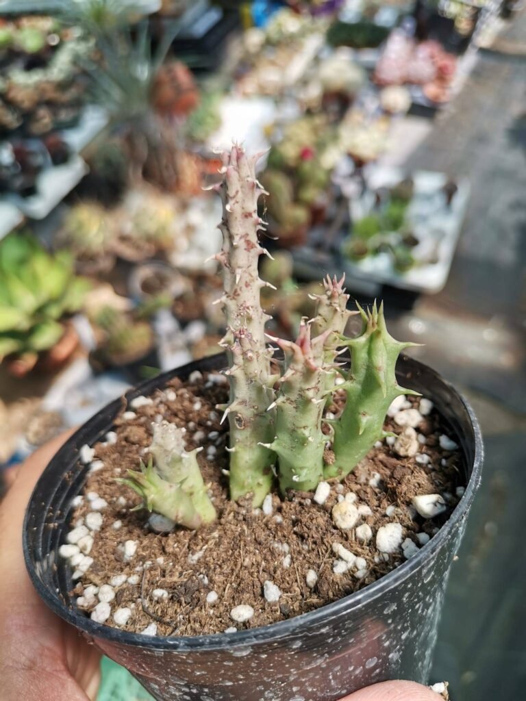 Siracactus-Succulente-Huernia-nova-mccoy.jpg