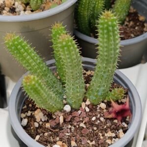 Huernia schneideriana