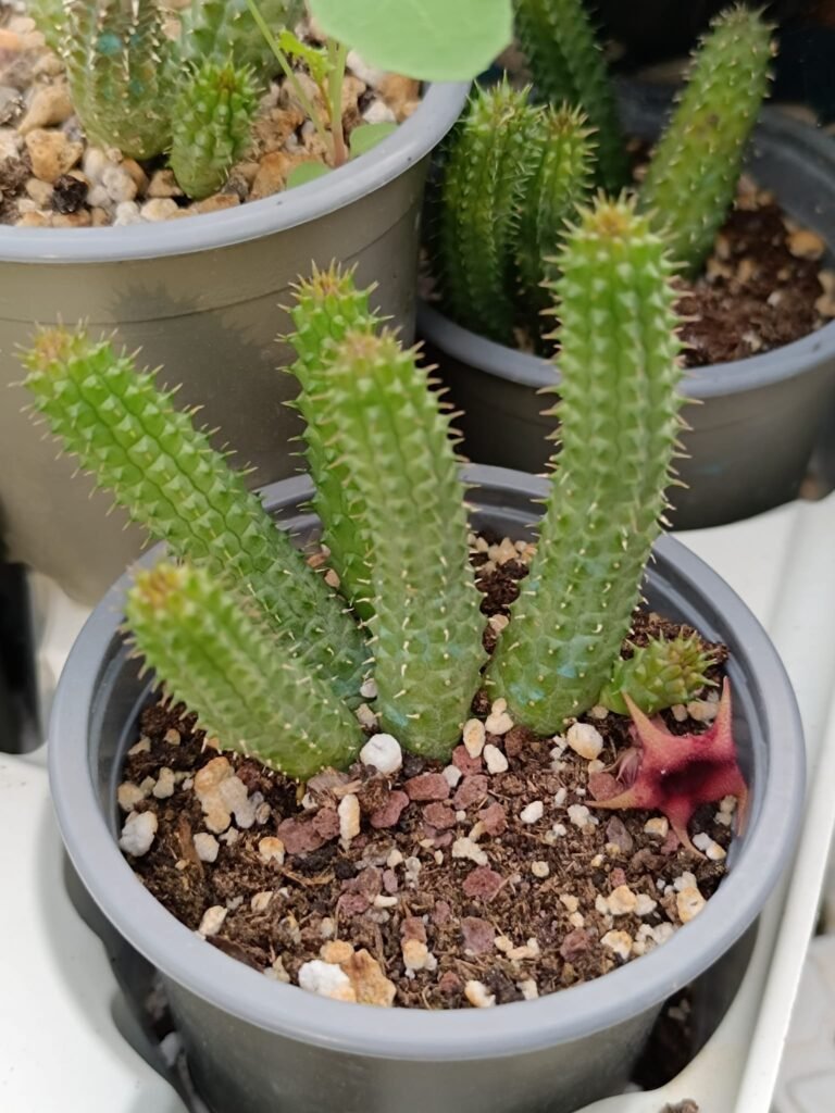 Siracactus-Succulente-Huernia-schneideriana.jpg