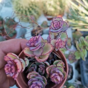 Kalanchoe Laxiflora Baker