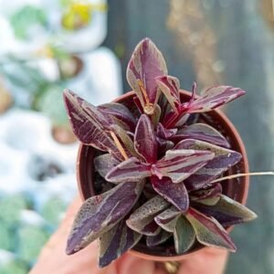 Lenophyllum Guttatum Variegata