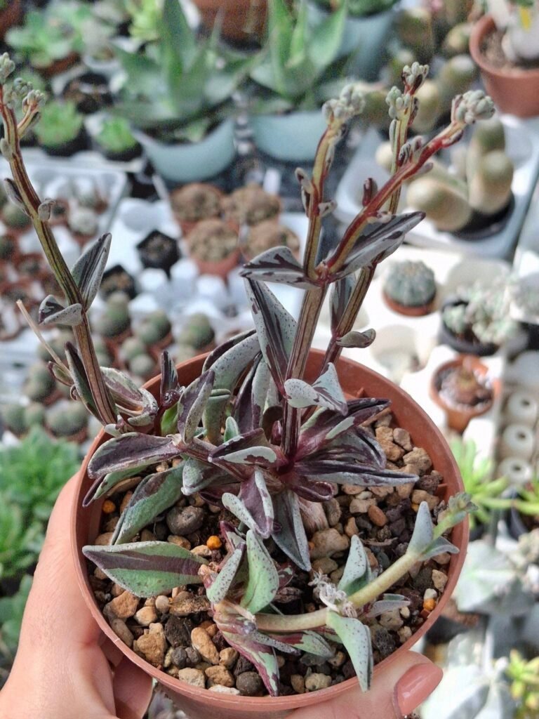 Siracactus-Succulente-Lenophyllum-guttatum-variegata-2-1.jpg