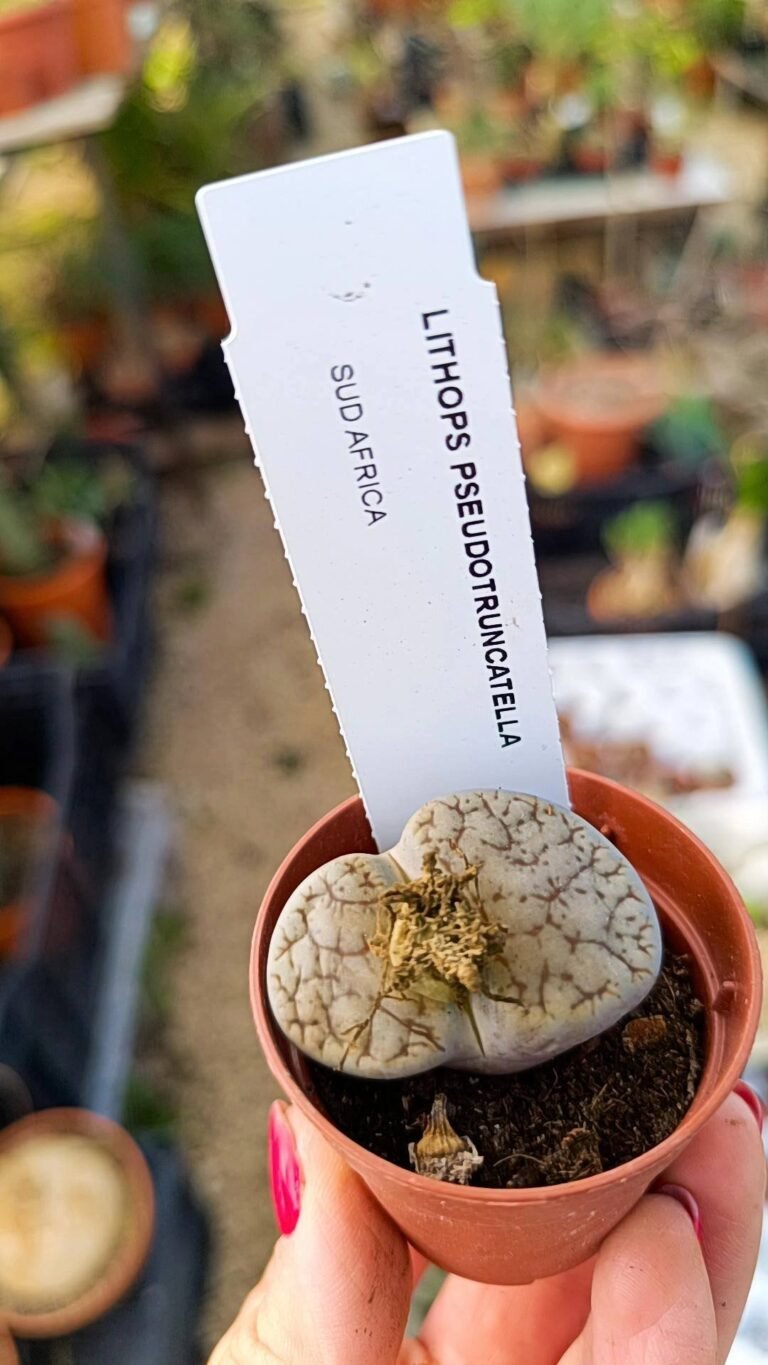 Siracactus-Succulente-Lithops-pseudotruncatella.jpg