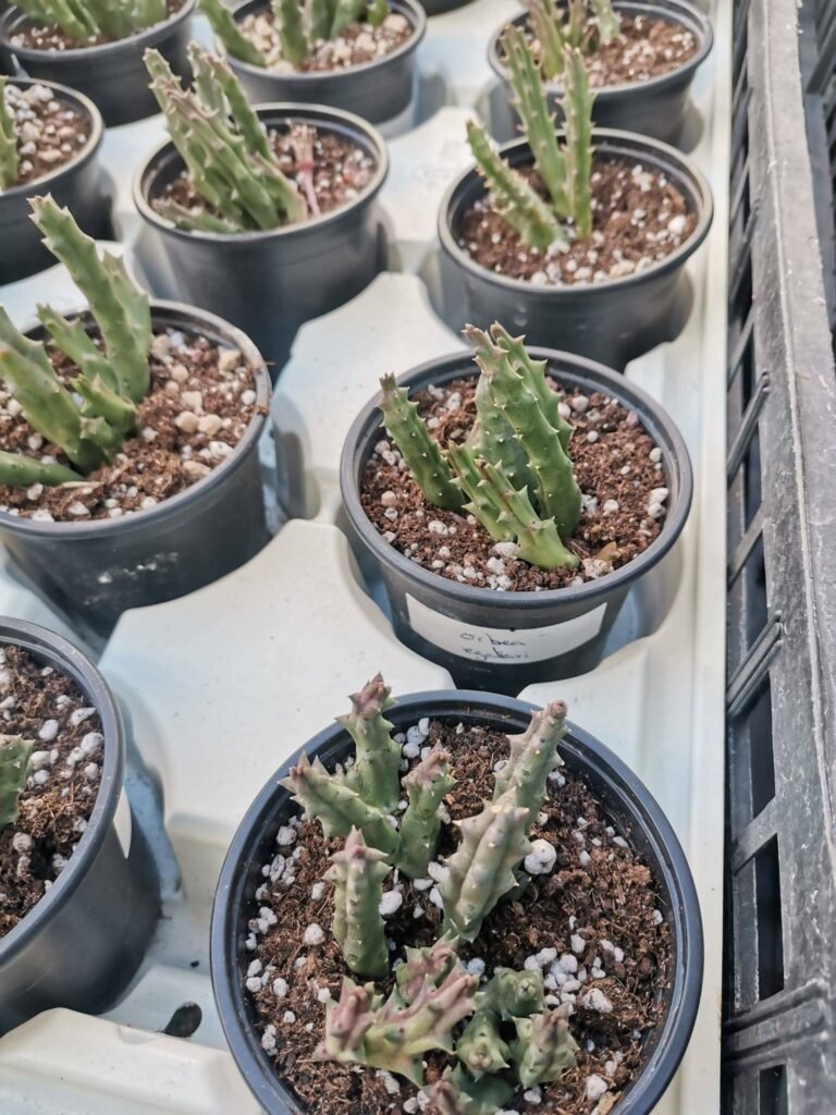 Siracactus-Succulente-Orbea-egatari.jpg