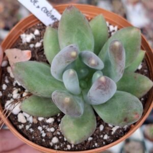 Pachyphytum viride x ech colorata