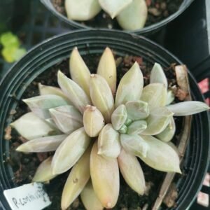 Pachyveria Compassion