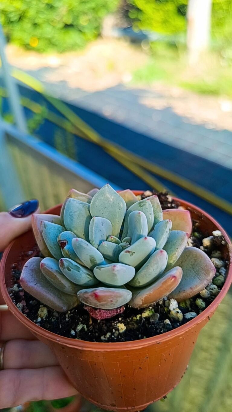 Siracactus-Succulente-Pachyveria-convor-korean.jpg