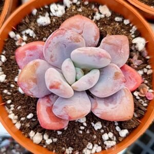 Pachyveria Laon korean