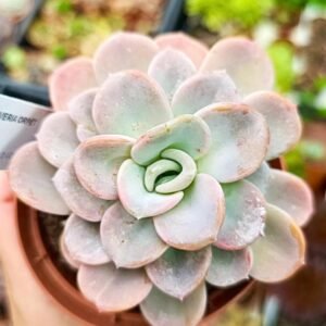 Pachyveria Orpet
