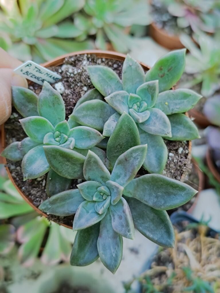 Siracactus-Succulente-Pachyveria-tolimanensis-x-bernealense.jpg