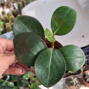 Peperomia Obtusifolia