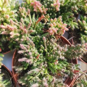 Rhipsalis Mesembryanthemoides