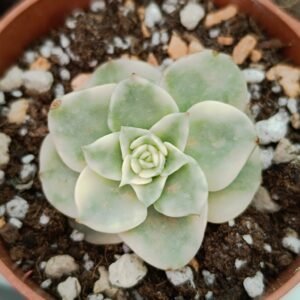 Sedeveria rolly variegata korean
