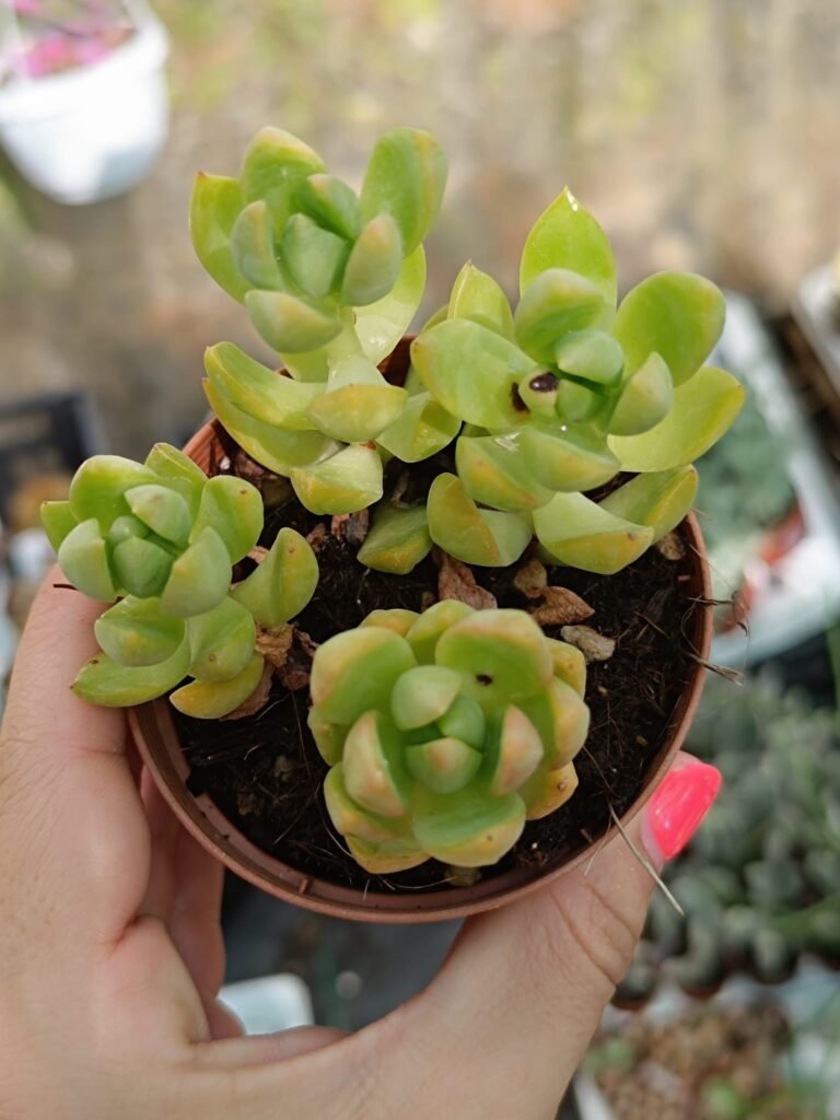 Siracactus-Succulente-Sedum-adolphii-accestiti-2.jpg