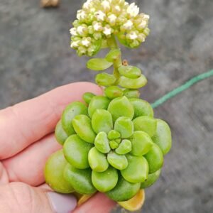 Sedum Alice Evans