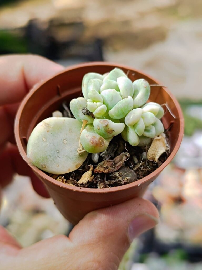 Siracactus-Succulente-Sedum-clavatum-variegata-2-1-1.jpg