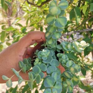 Sedum Sieboldii Variegata o "Teresina"