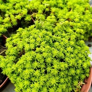 Sedum japonicum Tokyo sun