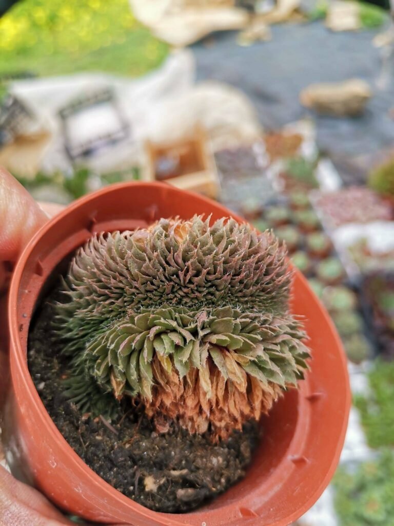 Siracactus-Succulente-Sempervivum-sp-crestata-2.jpg