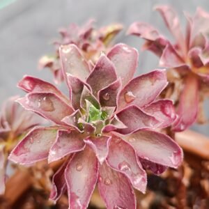 Semponium SP accestita