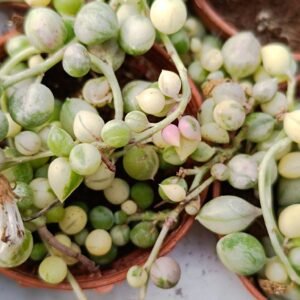 Senecio Rowleyanus Variegata o Pianta del Rosario