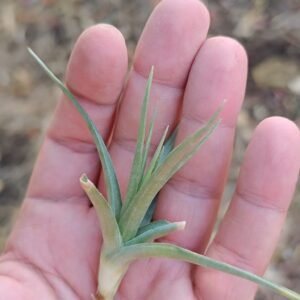 Tillandsia bergeri verde