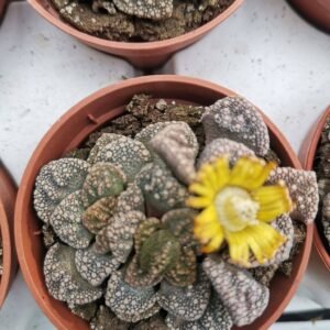 Titanopsis Calcarea