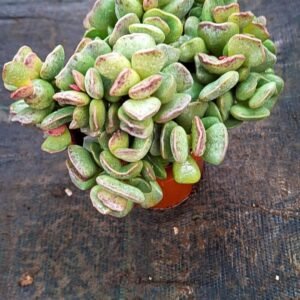 Adromischus Schuldtianus