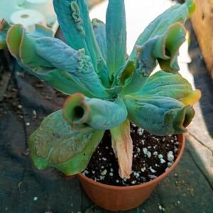 Echeveria Culibra