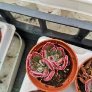 Echeveria Pulvinata Devotion