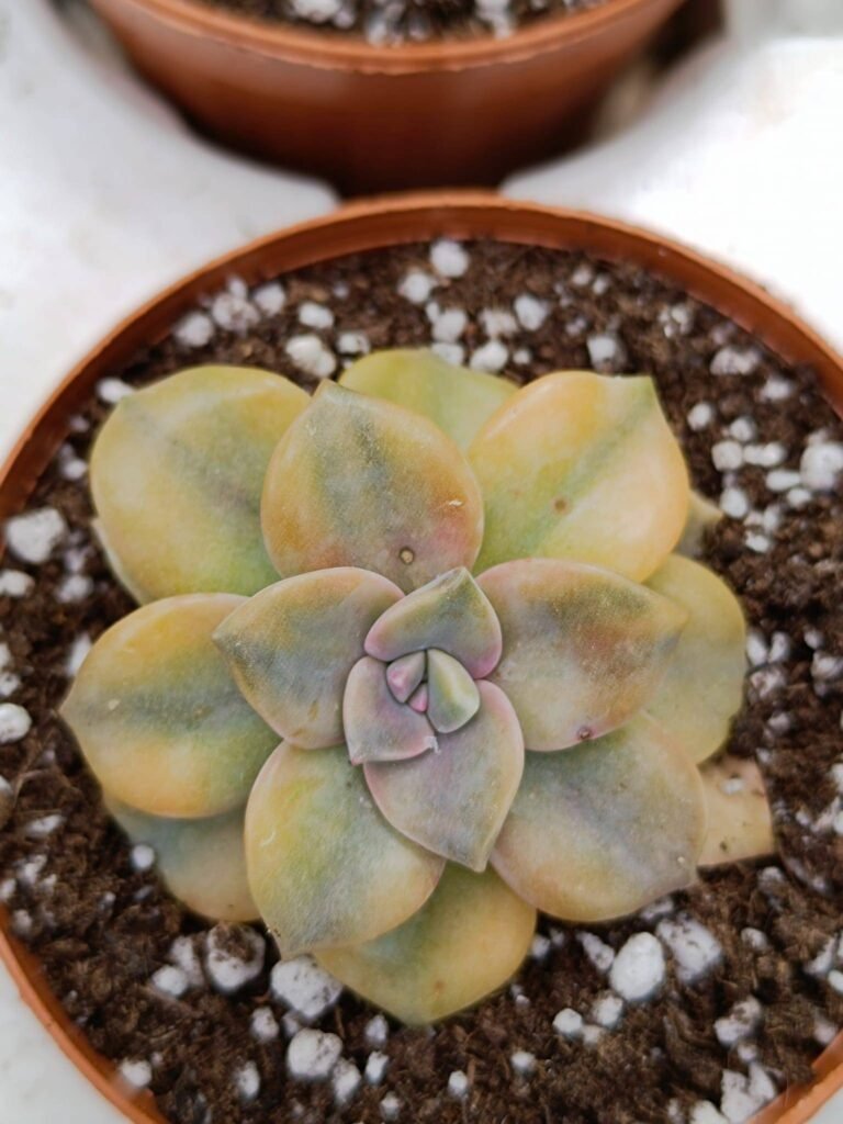 Siracactus-Succulente-graptopetalum-snow-White-variegata-korean.jpg