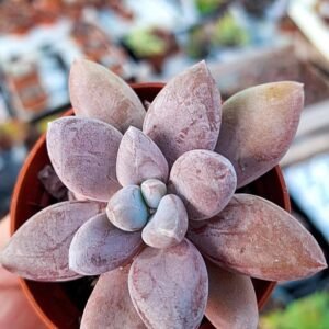 Pachyveria sp