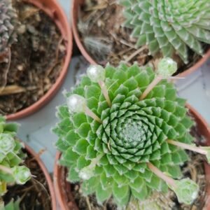 Sempervivum Arachnoideum