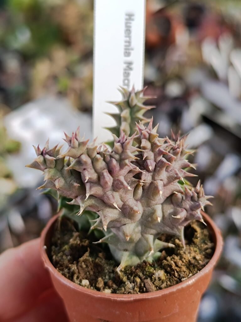Siracactus-asclepiadaceae-Huernia-macrocarpa-1.jpg
