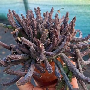 Huernia Pendurata