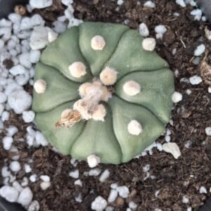 Astrophytum asterias nudum x fukuryu