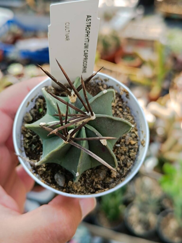 Siracactus-astrophytum-Astrophytum-capricorne-crassispinum-2.jpg